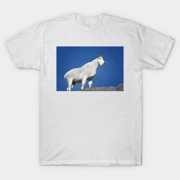 Mountain goat (Oreamnos americanus) in Mount Rainier National Park T-Shirt by SDym Photography